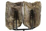 Pair of Hadrosaur (Brachylophosaurus?) Vertebrae - Montana #353450-6